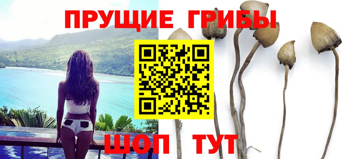 Псилоцибиновые грибы Psilocybe Мончегорск